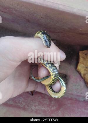 Serpent terrestre militaire (Erythrolamprus miliaris) Banque D'Images