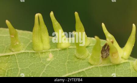 Mouche de Gall en forme d'alune de l'hackberry (Celticecis subulata) Banque D'Images