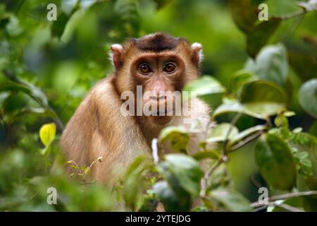 Macaque à queue de cochon du sud (Macaca nemestrina, alias Sundaland macaque à queue de cochon, macaque à queue de cochon de Sunda) dans le feuillage, regardant dans la caméra. Kinab Banque D'Images