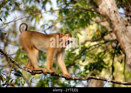 Macaque à queue de cochon du sud (Macaca nemestrina, alias Sundaland, macaque à queue de cochon de Sunda) marchant sur Branch, bâillant grand et visible Banque D'Images