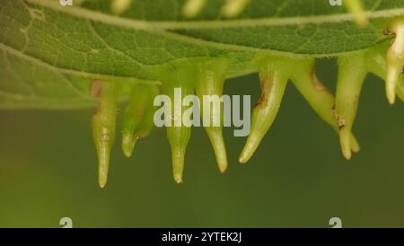 Mouche de Gall en forme d'alune de l'hackberry (Celticecis subulata) Banque D'Images