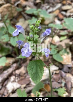Calotte crânienne à feuilles de cœur (Scutellaria ovata) Banque D'Images
