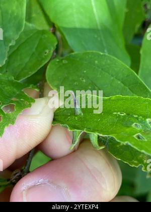 Mouche de Gall en forme d'alune de l'hackberry (Celticecis subulata) Banque D'Images