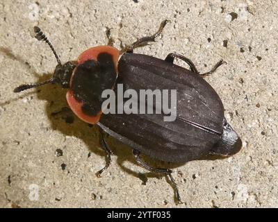 Chat Carrion Beetle (Oiceoptoma noveboracense) Banque D'Images