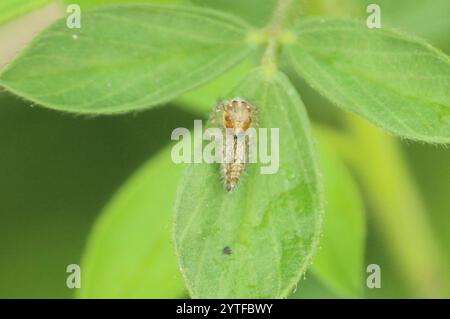 Jumper corsé (Hyllus semicupreus) Banque D'Images