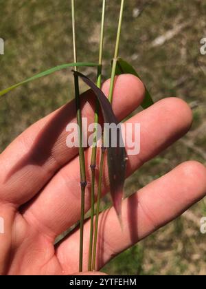 Panicgrass à petits fruits (Dichanthelium dichotomum dichotomum) Banque D'Images