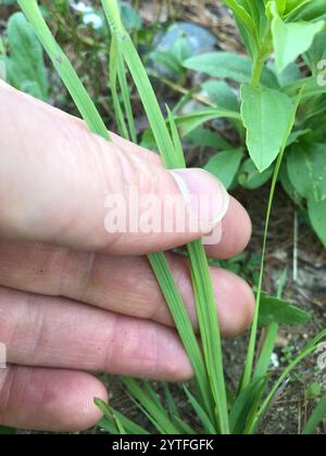 Herbe stricte aux yeux bleus (Sisyrinchium montanum) Banque D'Images