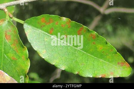 Tamboti (Spirostachys africana) Banque D'Images
