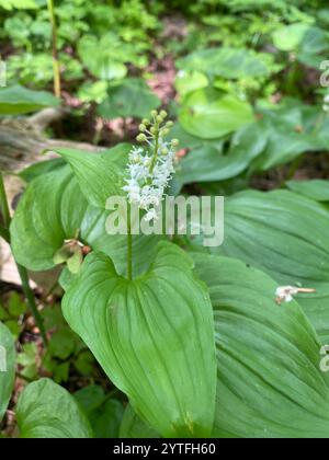 Lis occidental de la vallée (Maianthemum dilatatum) Banque D'Images