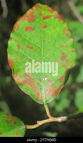 Tamboti (Spirostachys africana) Banque D'Images