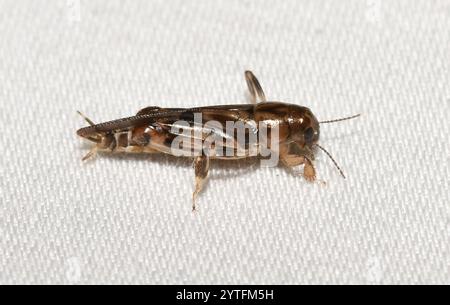 Sauterelle pygmée (Neotridactylus apicialis) Banque D'Images