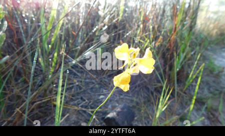 Larme cornée (Utricularia cornuta) Banque D'Images