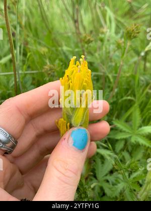 Pinceau indien doré (Castilleja levisecta) Banque D'Images