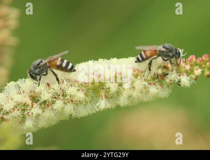 Abeille naine rouge (Apis florea) Banque D'Images