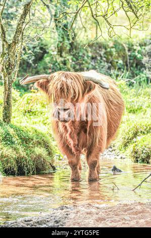 vache des highlands debout dans l'eau Banque D'Images