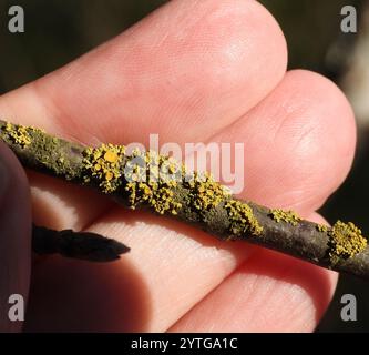 Punaise Sunburst lichen (Polycauliona polycarpa) Banque D'Images
