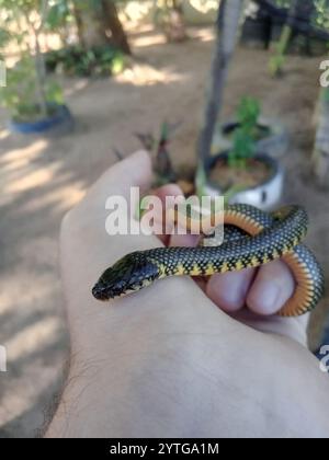 Serpent terrestre militaire (Erythrolamprus miliaris) Banque D'Images