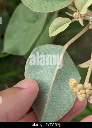 Plage Croton (Croton punctatus) Banque D'Images