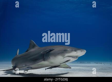 Au niveau des yeux avec un requin citron (Negaprion brevirostris) avec son ombre sur le fond marin. Ramora (poisson-succion) présent. Banque D'Images