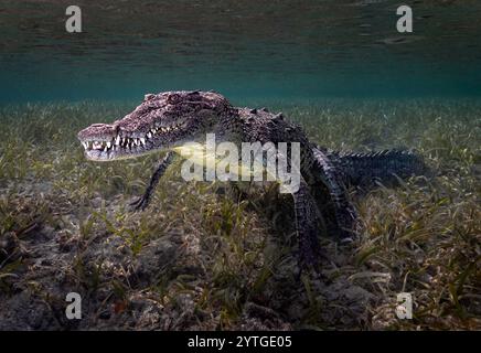 Crocodile cubain (Crocodylus rhombifer) photographié sous l'eau. Banque D'Images