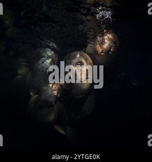 Au niveau des yeux avec quatre chiots de lions de mer (Otariinae) près de la surface. Réflexions de surface ci-dessus. Banque D'Images