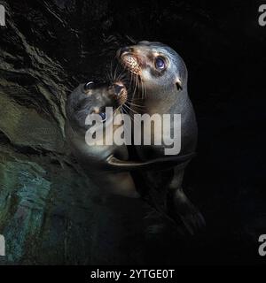 Au niveau des yeux avec deux chiots de lions de mer (Otariinae) près de la surface. Réflexions de surface ci-dessus. Banque D'Images