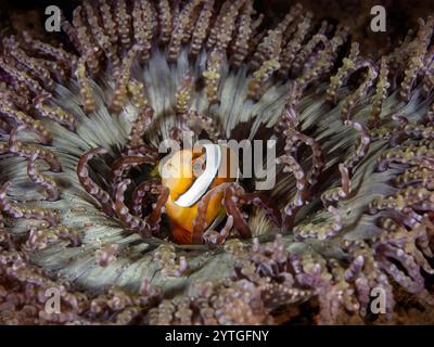 Regardant vers le bas sur un poisson-clown commun regardant hors de son anémone hôte. Banque D'Images