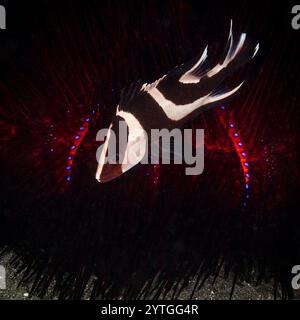 Au niveau des yeux d'un jeune monticule empereur (Lutjanus sebae). Derrière se trouve un oursin de feu. Banque D'Images