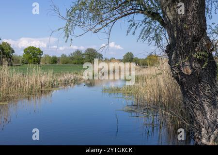 Rivière calme qui coule doucement à travers une prairie verte vibrante au printemps, avec de grands roseaux et un arbre majestueux le long de la côte sereine Banque D'Images