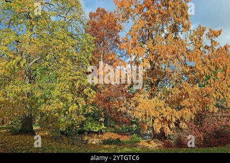 Le séquoia de l'aube (Metasequoia glyptostroboides) et la grande chaux à feuilles (Tilia platyphyllos) se trouvent côte à côte au soleil d'automne. Angleterre du Sud, novembre Banque D'Images