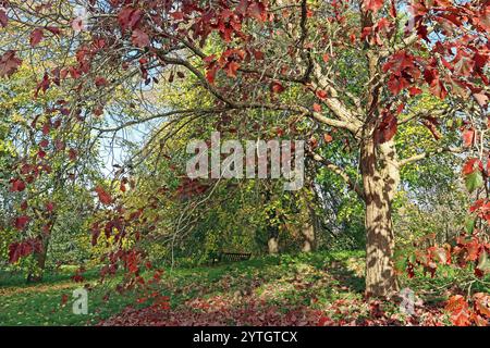 Image plein cadre d'un panier (marais châtaignier) chêne (Quercus Michauxii) dans la lumière du soleil d'automne tapissé, avec des feuilles rouges vibrantes. Novembre, Angleterre Banque D'Images