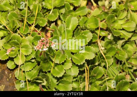 Londonpride (Saxifraga × urbium) Banque D'Images