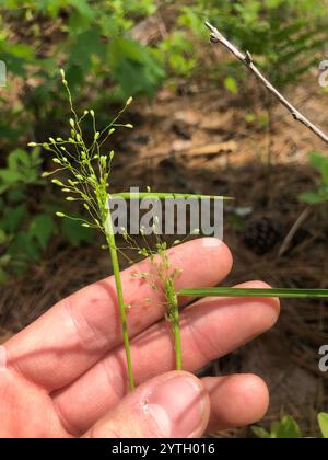 Panicgrass à petits fruits (Dichanthelium dichotomum dichotomum) Banque D'Images