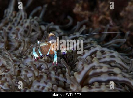 Au niveau des yeux avec une magnifique crevette partenaire (Ancylomenes magnificus) nichée dans son anémone hôte. Banque D'Images