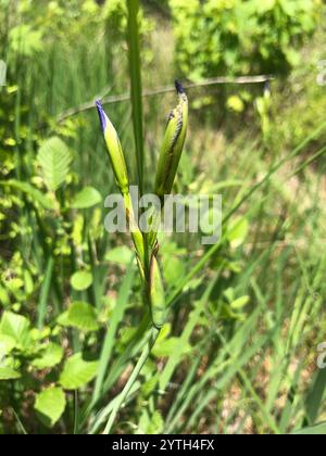 Drapeau bleu mince (Iris prismatica) Banque D'Images