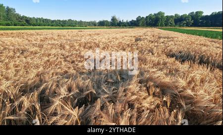 Un vaste champ d'orge rayonnant sous la lumière chaude du coucher du soleil, mettant en vedette des têtes de grain doré matures se balançant doucement dans la brise. Le champ s'étend jusqu'à Banque D'Images