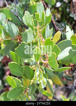 Manzanita (Arctostaphylos glauca) Banque D'Images