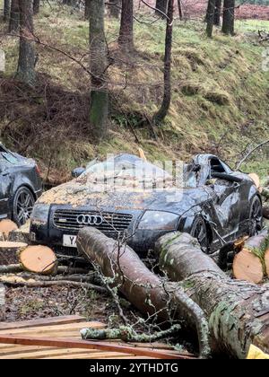 Dégâts causés par la tempête Darragh, la quatrième tempête nommée de la saison 2024/2025. Près d'Aberystwyth dans l'ouest du pays de Galles, au Royaume-Uni, une voiture garée écrasée par un arbre qui tombe le 7 décembre 2024 Banque D'Images