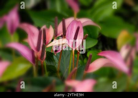 Belle plante de jardin d'hiver Anthurium Zizou, portrait naturel de plante en gros plan. Séduisant, fiable, authentique, Moody, nouveau, bsorbing, abstraction, Banque D'Images