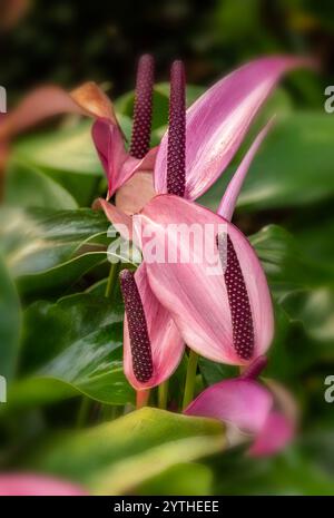 Belle plante de jardin d'hiver Anthurium Zizou, portrait naturel de plante en gros plan. Séduisant, fiable, authentique, Moody, nouveau, bsorbing, abstraction, Banque D'Images