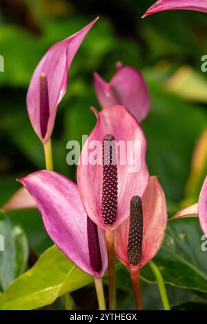 Belle plante de jardin d'hiver Anthurium Zizou, portrait naturel de plante en gros plan. Séduisant, fiable, authentique, Moody, nouveau, bsorbing, abstraction, Banque D'Images