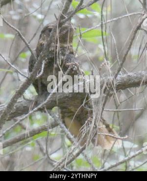 Veuve de Chuck Will (Antrostomus carolinensis) Banque D'Images