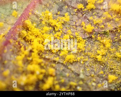 Rouille rouge framboise jaune (Phragmidium rubi-idaei) Banque D'Images