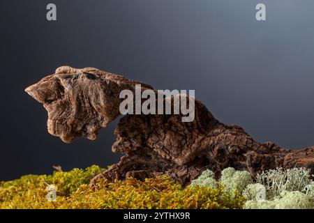 Accroc en bois séché avec mousse naturelle et lichen. Placez votre produit sur un accrochage. Concept de produit écologique. Copier l'espace. Banque D'Images