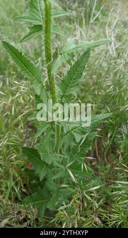 Fausse fusée londonienne (Sisymbrium loeselii) Banque D'Images