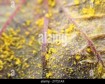 Rouille rouge framboise jaune (Phragmidium rubi-idaei) Banque D'Images