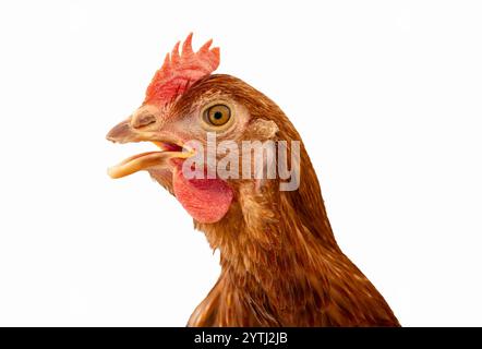 Portrait rapproché isolé de ISA Brown poule. Banque D'Images