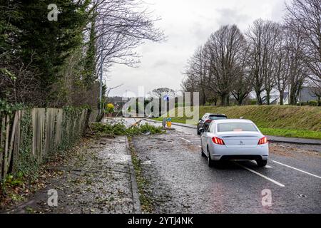 Belfast, Irlande du Nord. 7 décembre 2024. Arbres tombés à Belfast alors que la tempête Darragh frappe le nord de l'Irlande. 7 décembre 2024. Crédit : Bonzo/Alamy Live News Banque D'Images