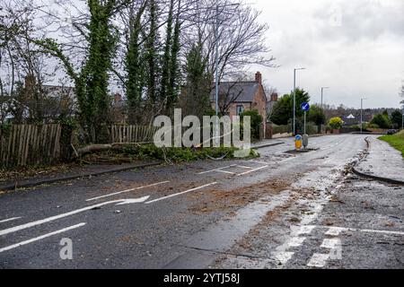 Belfast, Irlande du Nord. 7 décembre 2024. Arbres tombés à Belfast alors que la tempête Darragh frappe le nord de l'Irlande. 7 décembre 2024. Crédit : Bonzo/Alamy Live News Banque D'Images