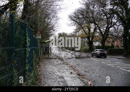 Belfast, Irlande du Nord. 7 décembre 2024. Arbres tombés à Belfast alors que la tempête Darragh frappe le nord de l'Irlande. 7 décembre 2024. Crédit : Bonzo/Alamy Live News Banque D'Images